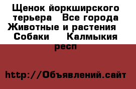 Щенок йоркширского терьера - Все города Животные и растения » Собаки   . Калмыкия респ.